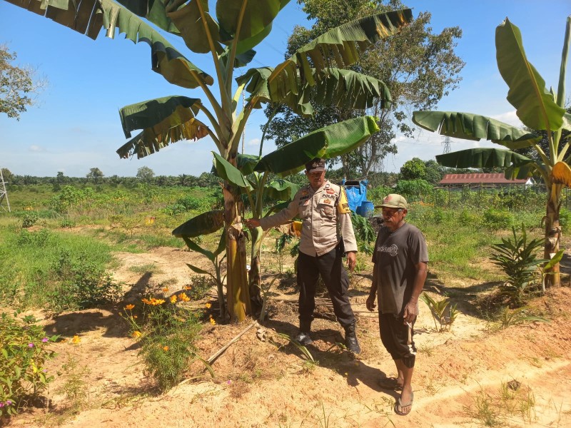 Anggota Binmas Polres Dumai Tinjau Kebun Pisang Kelompok Tani Datuk Muluk di Kelurahan Pelintung