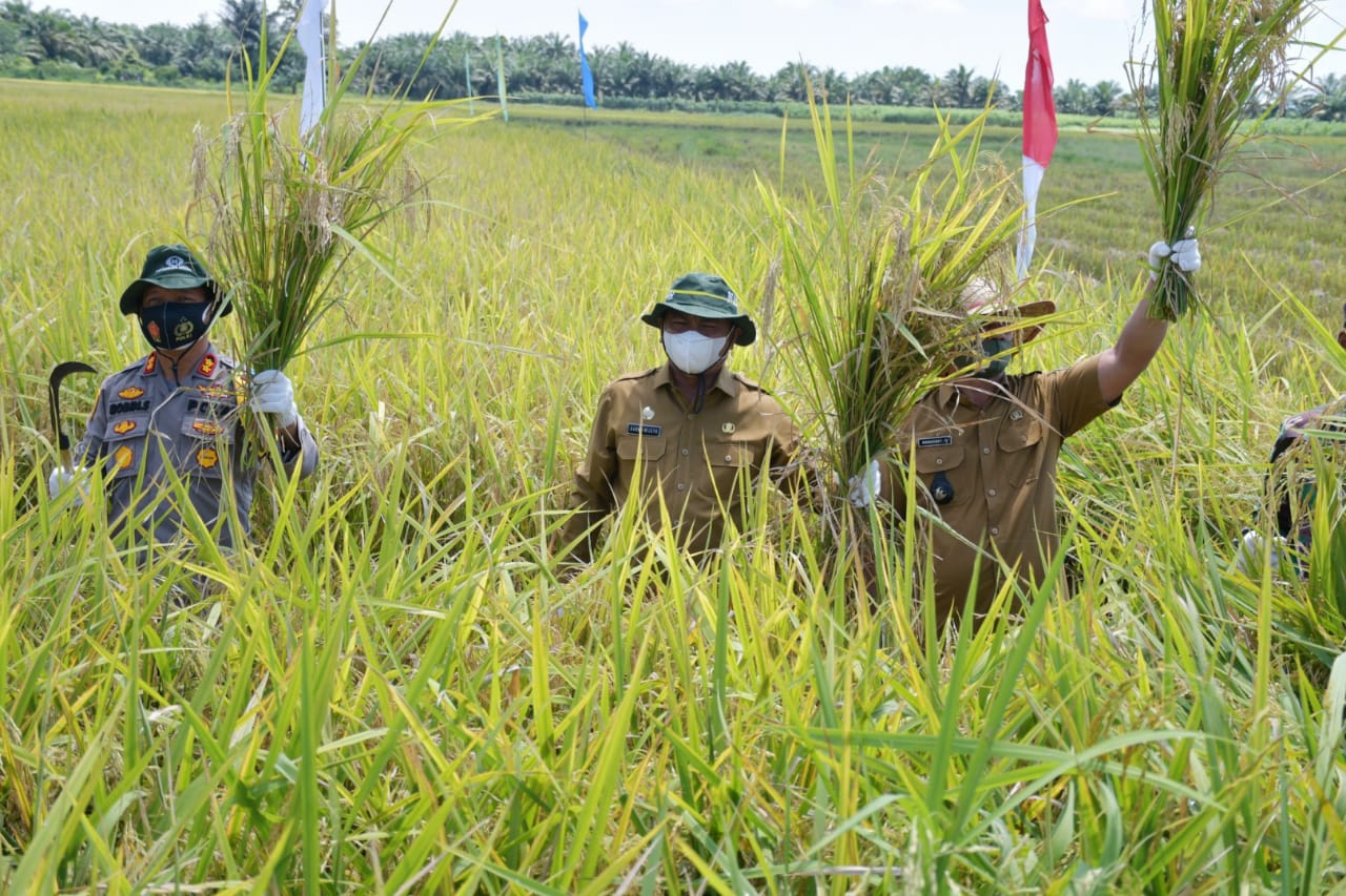 Bupati H. Darma Wijaya Harap Sergai Jadi Lumbung Padi Nomor Satu di Sumut