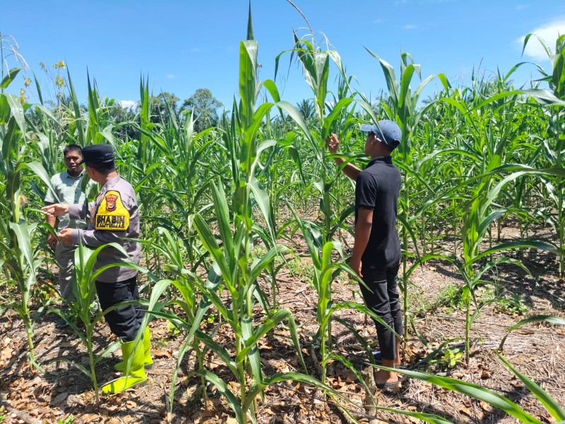 Polsek Rambah Samo Turun ke Ladang Kawal Ketahanan Pangan Jagung Pipil di Teluk Aur