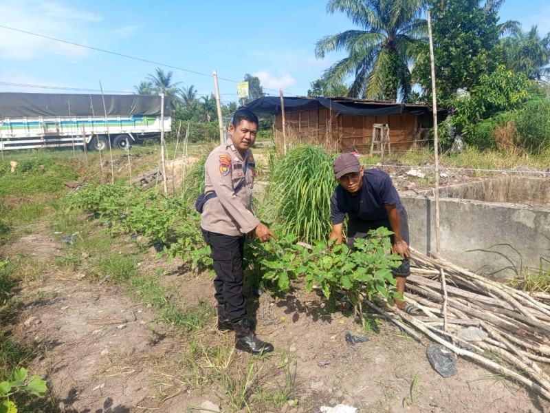 Bhabinkamtibmas Kelurahan Guntung Sambang Petani Tinjau Budidaya Tanaman Cabe Dukung Ketahanan Pangan