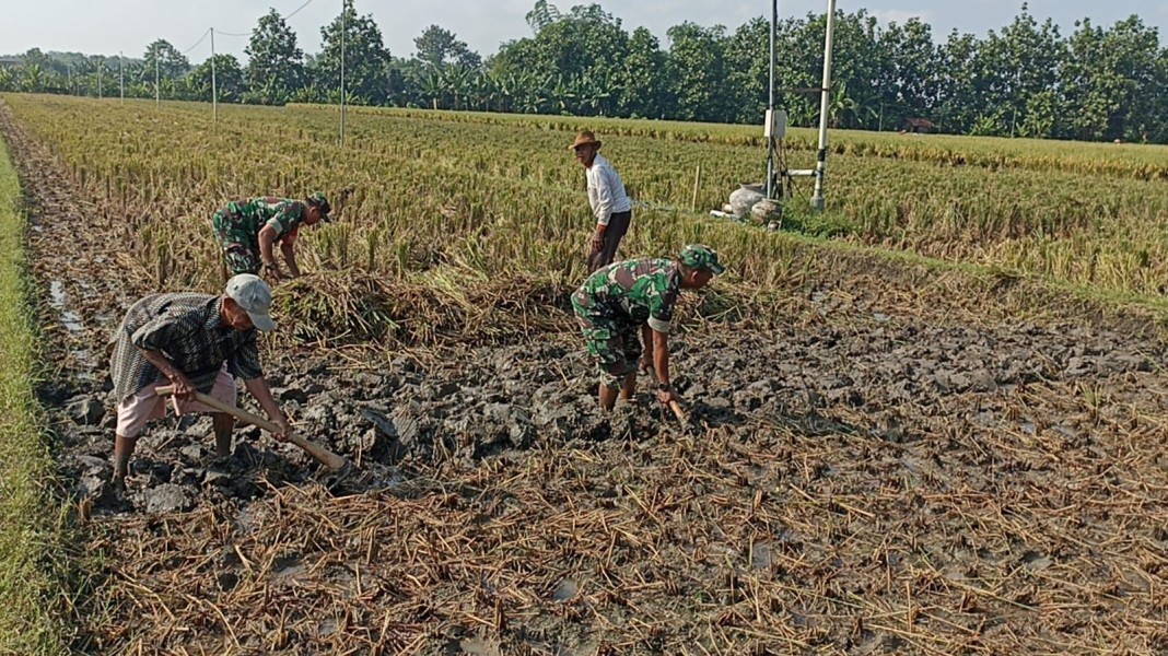 Babinsa Turun Langsung Bantu Petani Mencangkul Sawah