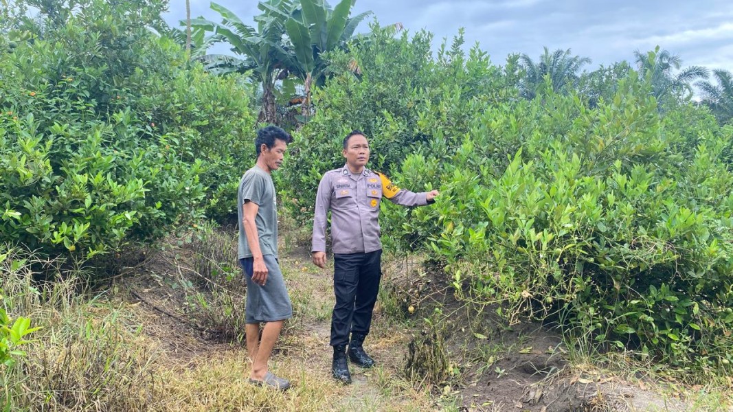 Bhabinkamtibmas Kelurahan Bukit Datuk Cek Pekarangan Pangan Bergizi Tanaman Jeruk Nipis, Dukung Ketahanan Pangan Nasional