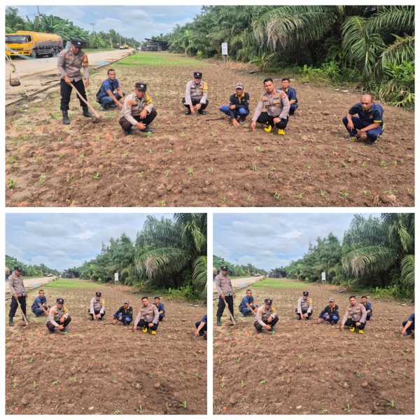 Kapolsek Sungai Sembilan IPTU Apriadi Turun Langsung Cek Penanaman Ulang Jagung Pipil, Dukung Ketahanan Pangan Nasional 2026