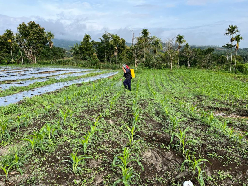 TANAMAN JAGUNG MILIK PETANI FOOD ESTATE PAKPAK BHARAT TUMBUH SUBUR