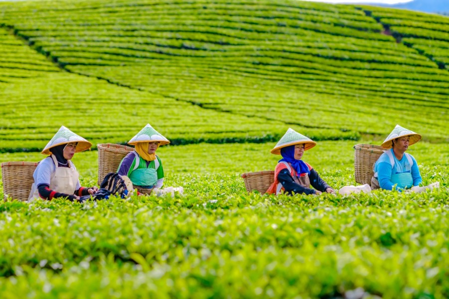 Tampil Konsisten, Teh PalmCo Dominasi Penghargaan Utama National Tea Competition 2026
