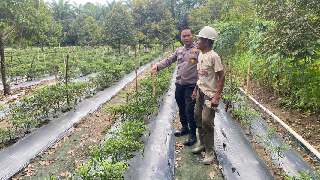 Bhabinkamtibmas Kelurahan Bukit Datuk Cek Lahan Cabe Kelompok Tani Bukit Mekar, Dukung Ketahanan Pangan Nasional