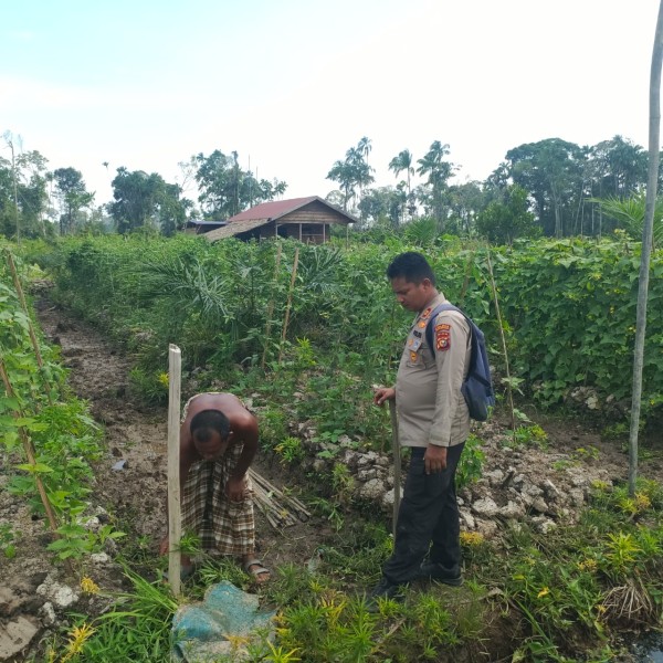 Dukung Ketahanan Pangan  Nasional, Kapolsek Sungai Sembilan Dan Personil Tinjau Lahan Pertanian Warga Di Batu  Teritip