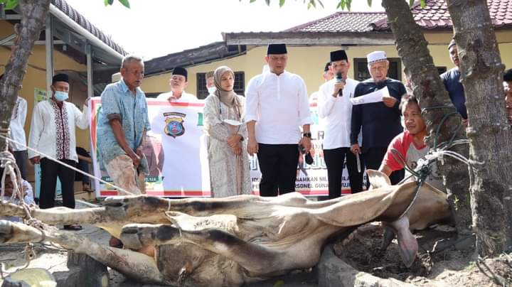 Polres Labuhanbatu menyembelih hewan Qurban 22 ekor sapi