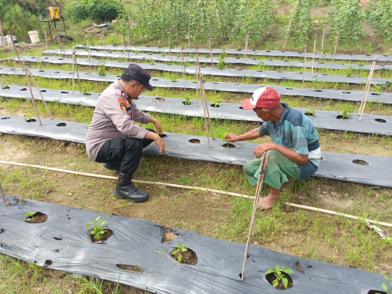 Polres Dumai Dukung  Ketahanan Pangan Kanit Binmas Sambangi Pembibitan Cabe Merah Di Teluk  Makmur.