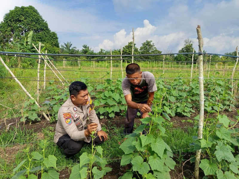 Dukung Ketahanan Pangan, Bhabinkamtibmas Polsek Medang Kampai Sambangi Petani Timun dan Cabe di Dumai