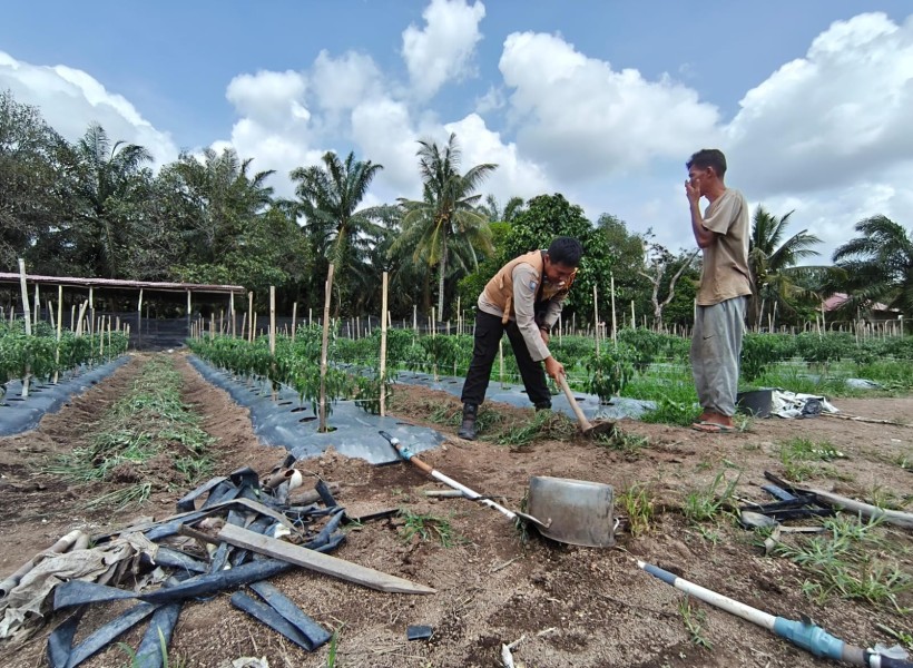 Bhabinkamtibmas Kelurahan Mundam Sambangi Petani Ubi, Dukung Ketahanan Pangan Nasional