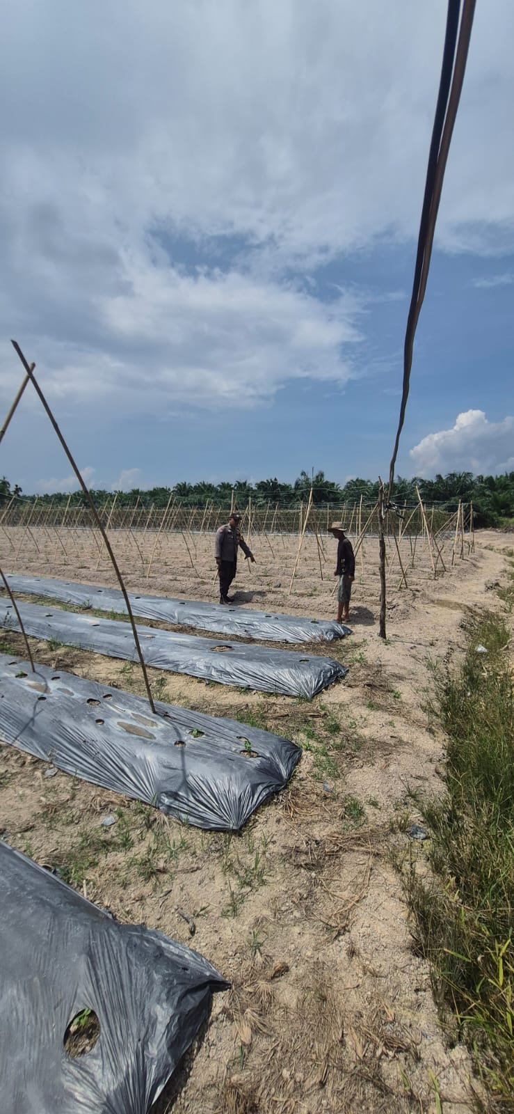 Giat Bhabinkamtibmas Polsek Sungai Sembilan Dalam Mendukung Program Ketahanan Pangan Nasional