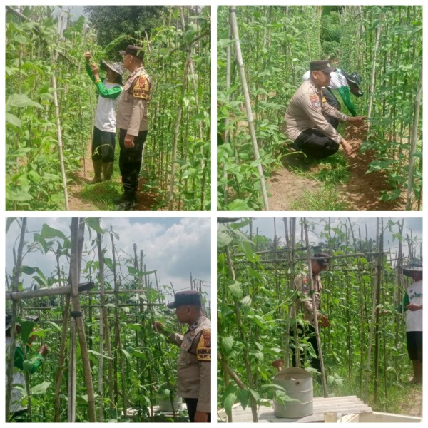 Dukung Program Ketahanan Pangan Nasional, BHABINKAMTIBMAS Kelurahan Bukit Nenas bersama Petani Lakukan Pengecekan Perkarangan Pangan Bergizi