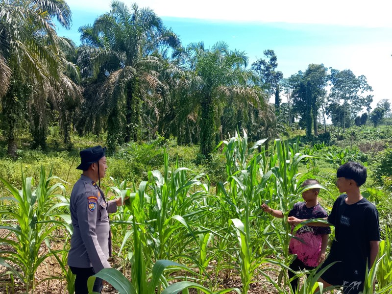 Jagung 7 Hektar di Sei Salak Tumbuh Subur, Polsek Rambah Samo Pastikan Pendampingan Ketat