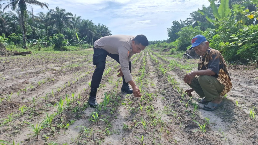 Polsek BukitKapur Tinjau Perkembangan Jagung Pipil, Pastikan Tumbuh Optimal Menuju Hasil Panen Maksimal