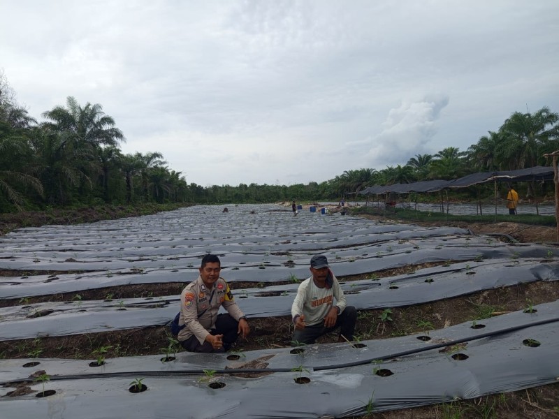 Bhabinkamtibmas Sambangi Petani Cabe Merah di Teluk Makmur Dukung Ketahanan Pangan