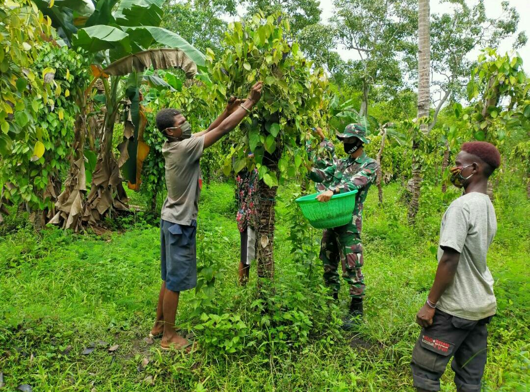 Pererat Persaudaraan Di Tapal Batas, Prajurit Satgas Yonif 125 Bantu Warga Panen Merica