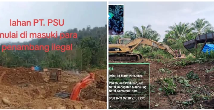 Skandal PETI di PT PSU di Kebun Madina, Aktivitas Terkesan Terorganisir, Pejabat Sumut Masih Bungkam