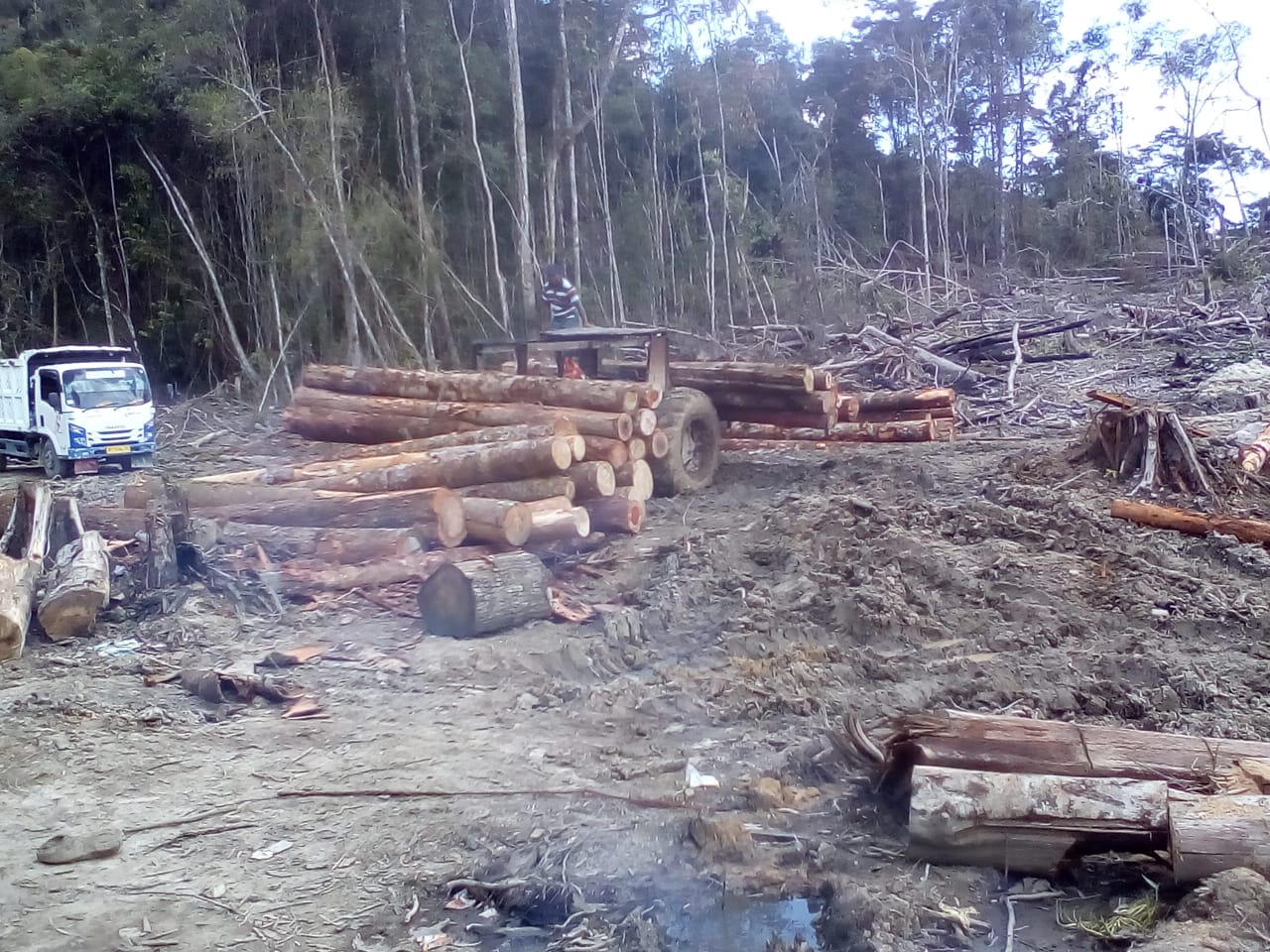 Hutan Ulayat Lobu Sakkar Aekgodang-Arbaan Diduga Dibalak Tanpa Izin Amdal
