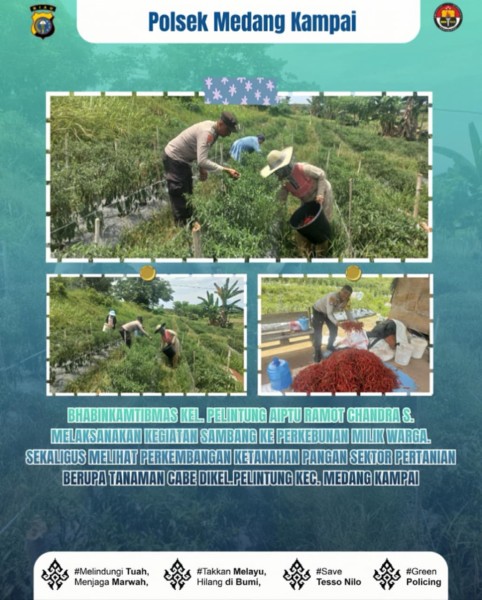 Bhabinkamtibmas Kelurahan  Guntung Sambang Petani Tinjau Budidaya Terong Dukung Ketahanan Pangan Dan Gizi Masyarakat