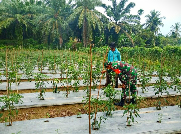Babinsa Ramil 09/Nrs Kodim 0104/Atim  Giat Tingkatkan Swapang Di Masa Pandemi Covid-19