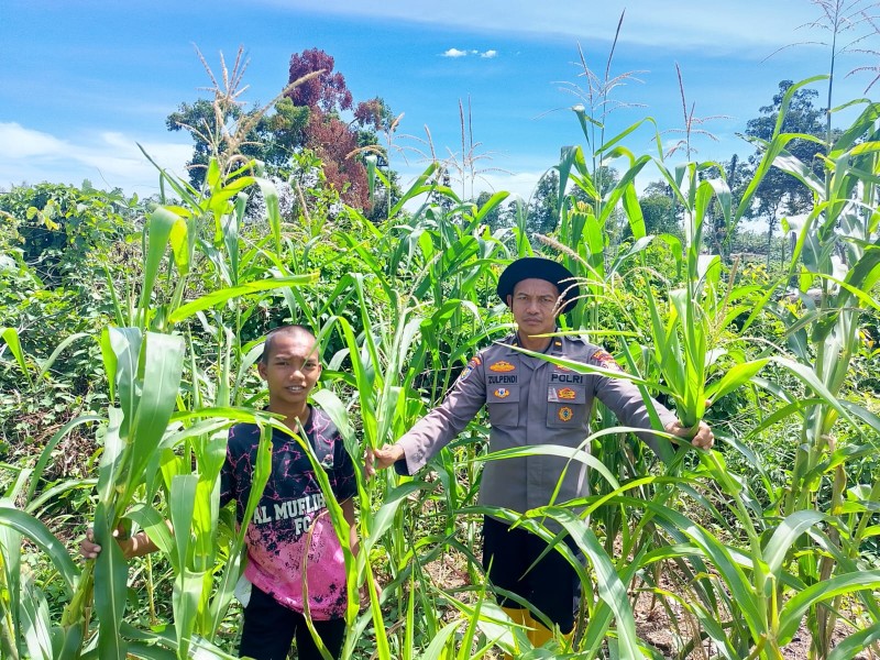 Polsek Rambah Samo Cek Perkembangan Tanaman Memastikan Perawatan Terjaga dan Aman dari Serangan Serangga