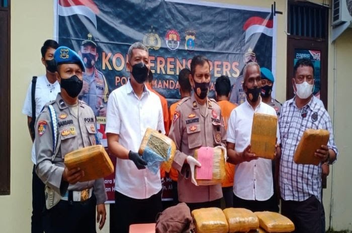 Lagi, Polres Madina Berhasil Tangkap Pelaku Narkotika, 11 Bal Ganja Diamankan