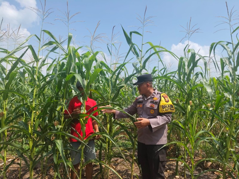 Jagung Hibrida Pioneer P32 di Teluk Aur Usia 66 HST Tumbuh Optimal, Polsek Rambah Samo Pantau Perkembangan Tanaman Dukung Ketahanan Pangan Nasional