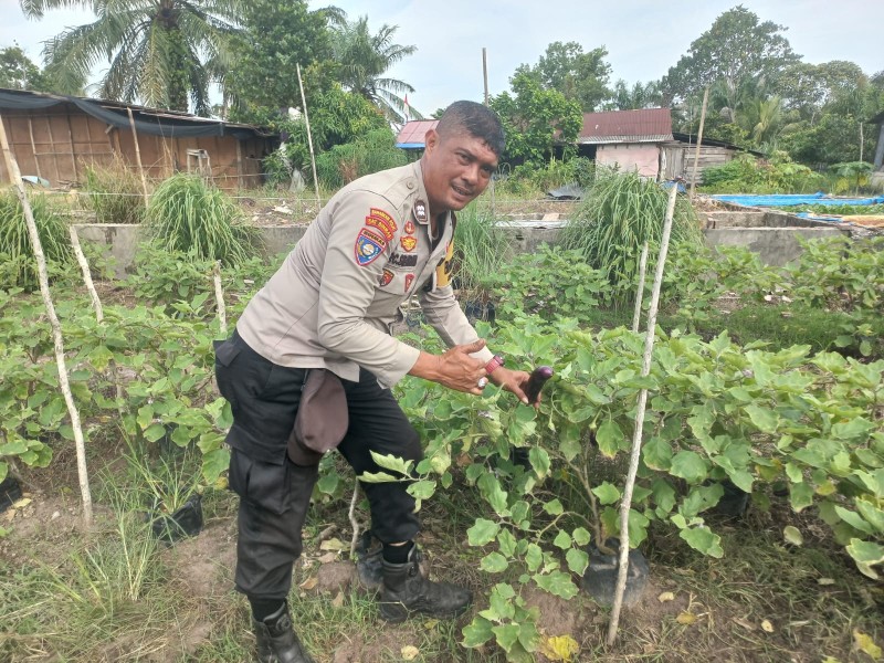 Anggota Binmas Polres Dumai Tinjau Budidaya Terong Kelompok Tani Suryani di Kelurahan Pelintung