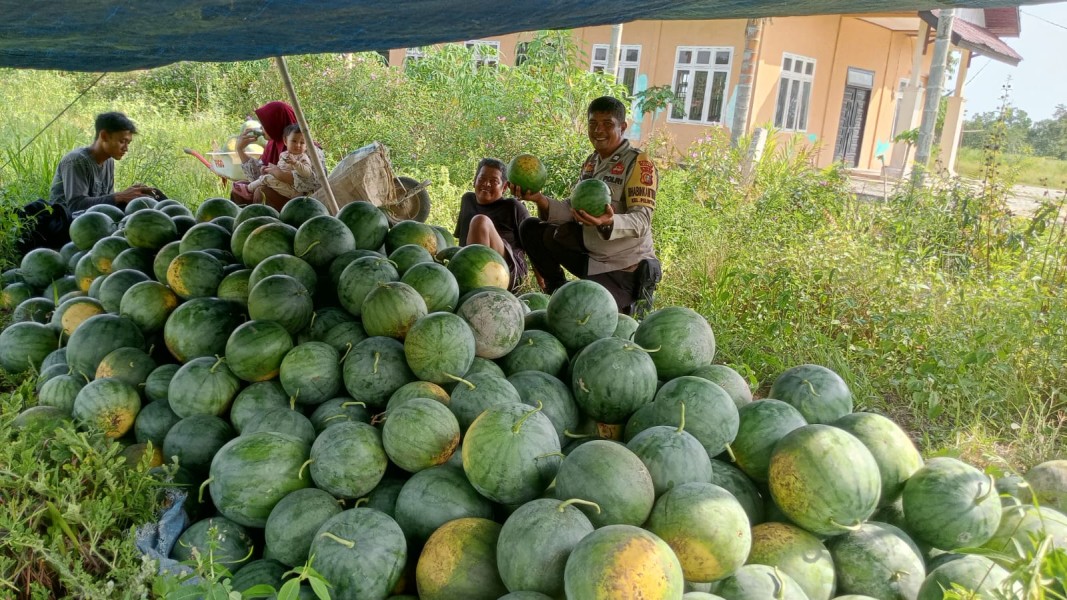Bhabinkamtibmas Pelintung Sambangi Kebun Semangka, Dukung Ketahanan Pangan Bergizi