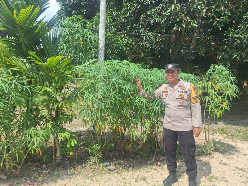 Bhabitkatimas Guntung Sambangi Petani Cabai Milik Ibu Melda Dukung Ketahanan Pangan