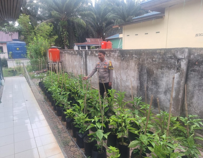 BhabinkamtibmasKelurahan Guntug Sambagi Petani Cabai Dukung Ketahanan Pangan Nasional