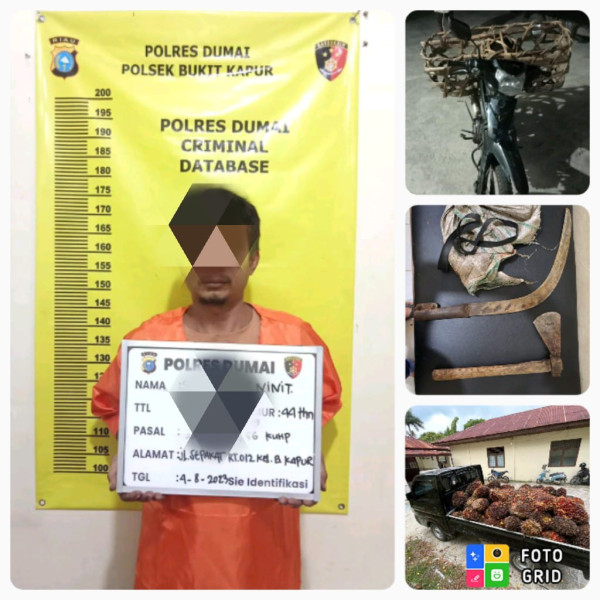 Polsek Bukit Kapur Polres Dumai Berhasil Ungkap Pencurian Buah Kelapa Sawit