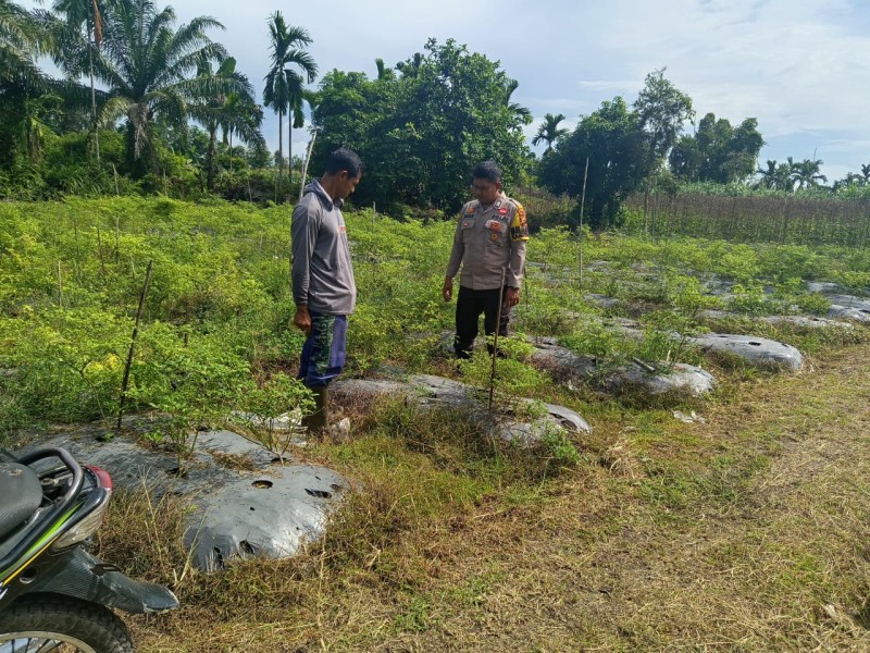 Bhabinkamtibmas Teluk Makmur Sambangi Tanaman Cabe Rawit, Dukung Ketersediaan Kebutuhan Pangan