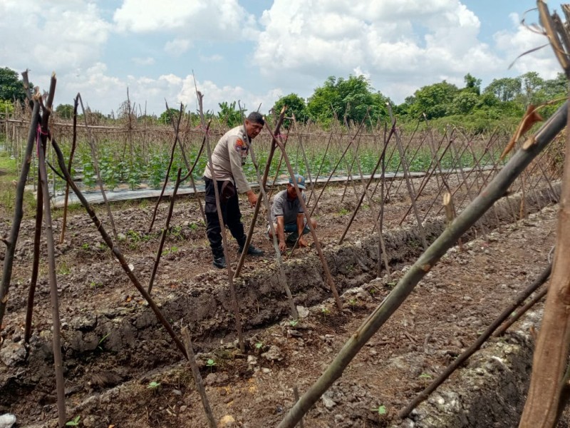 Bhabitkatimas Dumai Kembali Sambangi Poktan Suratmin Dorong Produktivitas Cabe Dilahan 10x10 Meter