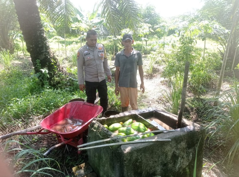 Kelompok Tani Zainudin Optimalkan Lahan 900 Meter Persegi Kembangkan Budidaya Pepaya Di Kelurahan Taluk Makmur
