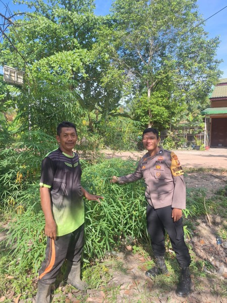 Bhabinkamtibmas Kelurahan Guntung Sambangi Kebun Ubi Milik Bapak Roni, Perkuat Penyediaan Sumber Pangan Pokok dan Beragam