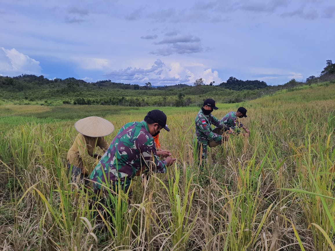 Jaga Ketahanan Pangan Anggota Satgas Yonif 144/JY Laksanakan Panen Padi Darat Bersama Warga di Perba