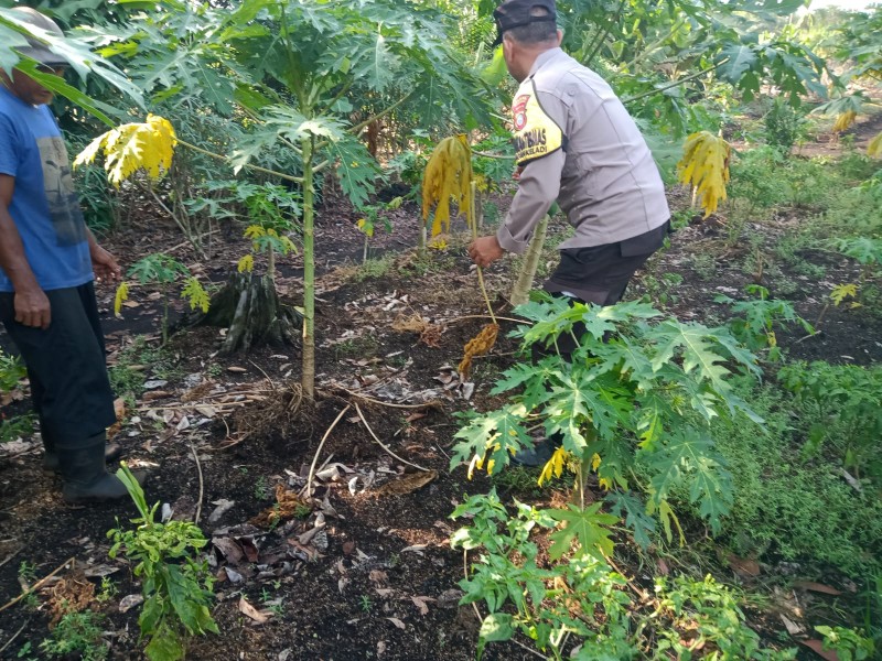 Kelompok Tani Suyatni Kembangkan Tanaman  Cabe  Merah  Lahann Luas  Dukung Ketahanan Pangan  Dan  Stabilitas Harga