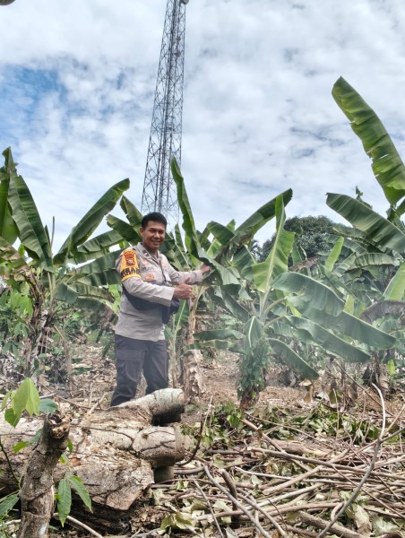 Bhabinkamtibmas Kelurahan Mundam Sambangi Petani Tinjau Perkembangan Tanaman Pisang Dukung Ketahanan Pangan Bergizi
