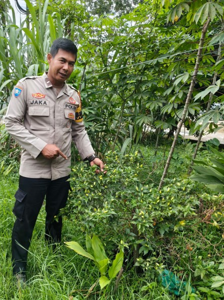 Bhabinkamtibmas Mundam Sambangi Petani Cabai Rawit Di Jalan Parit Tugu Dukung Ketahanan Pangan Bergizi