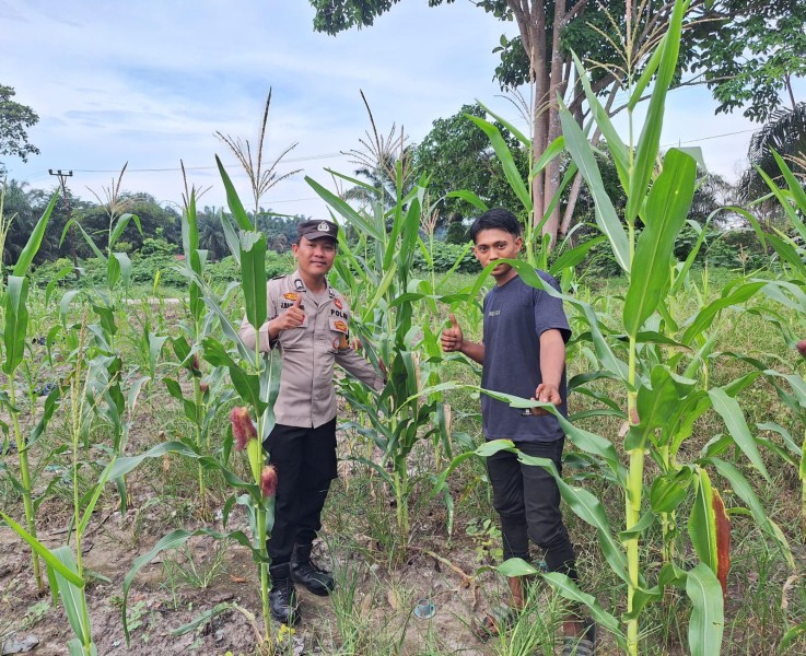 Bhabinkamtibmas Guntung Sambangi Kebun Jagung Warga, Dukung Ketahanan Pangan