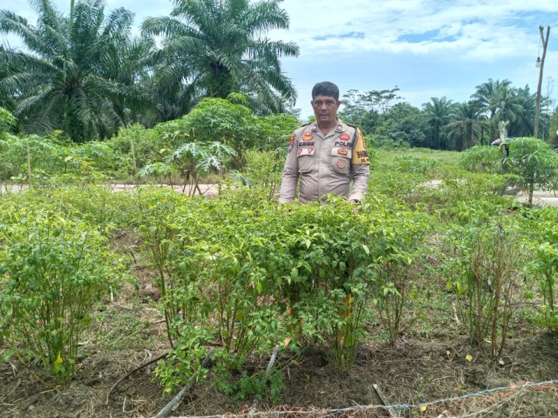 Bhabinkamtibmas Polsek Medang  Kampai Cek Perkarangan Cabe Rawit Poktan Bakri Dukung Ketahanan Pangan