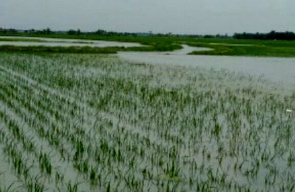 4 jam di Guyur Hujan Deras, Puluhan Rumah dan Ratusan Hektar Sawah Gagal Panen 