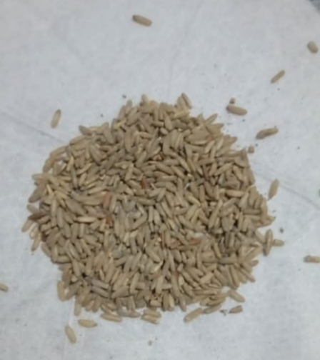 Diduga Tak Layak Konsumsi, Dinas Ketapang Sergai Segera Cek Temuan Beras di Kilang Padi BJS 