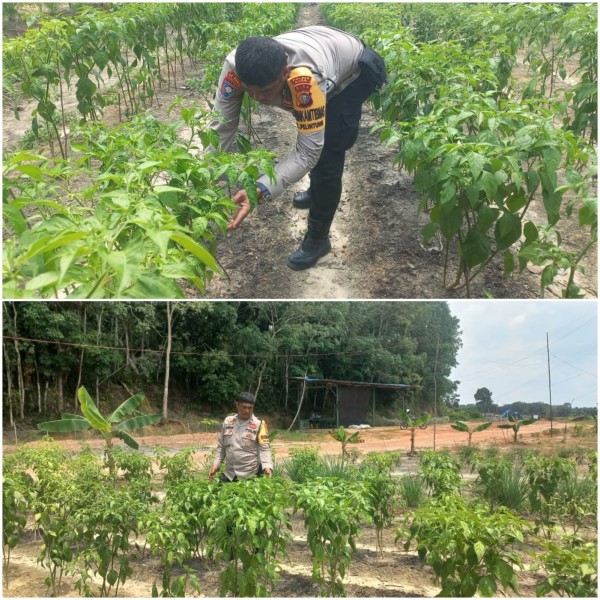 BHABINKAMTIBMAS AIPTU RAMOT DAMPINGI DAN AWASI LAHAN TANAM CABE MILIK PETANI DI KELURAHAN PeLINTUNG