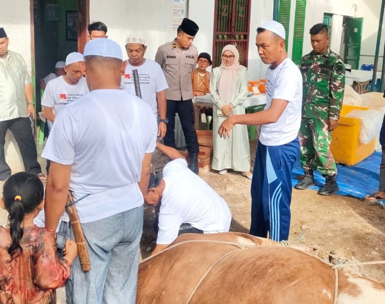 Perdana Di Serdang Bedagai, Polsek dan Koramil Tanjung Beringin Amankan Hewan Kurban Berbobot 820 Kg dari Presiden Prabowo