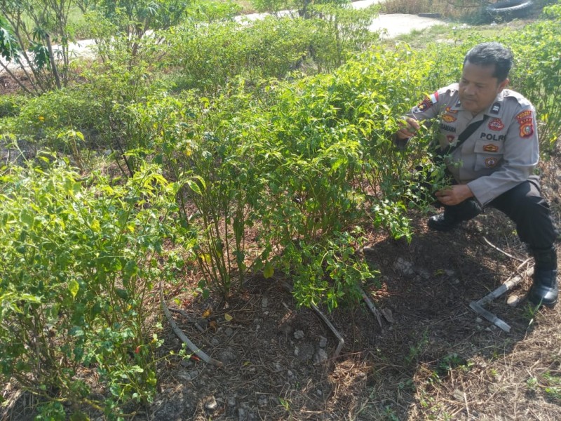 Kanit Binmas Aiptu Beni Laksmana Sambangi Petani Cabe Rawit Milik Pak Azmur Di Guntung