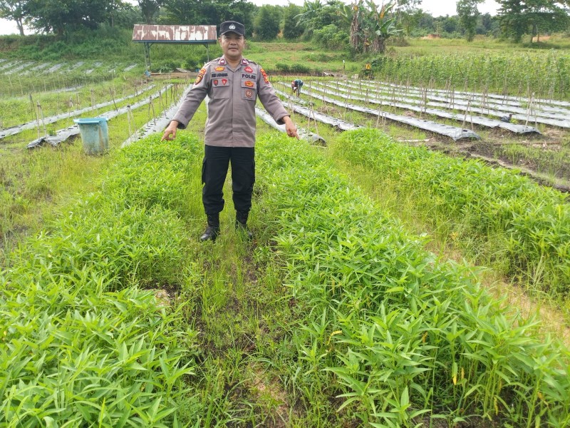 Kanit Binmas Polres Dumai Sambangi Lokasi Pembibitan Kacang-kacangan dan Sayuran Milik Bapak Rahmono, Dorong Ketersediaan Bibit Bermutu