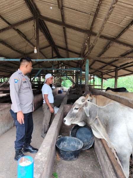 Bhabitkatimas Bersama Pengusaha Ternak  Pembesaran Sapi  Melakukan Pengecekan Kandang, Mendukung Program Ketahanan Pangan Nasional